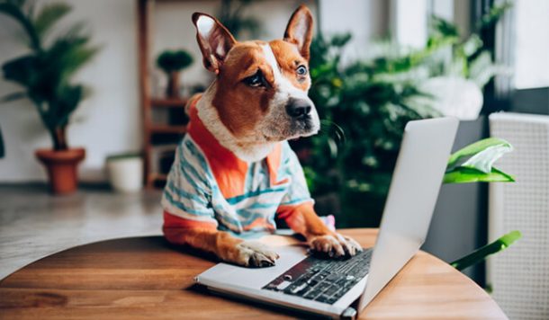 dog behind a laptop as a intern